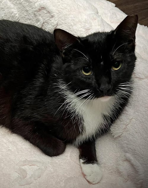 SNICKERS C BELL - Tuxedo available for adoption