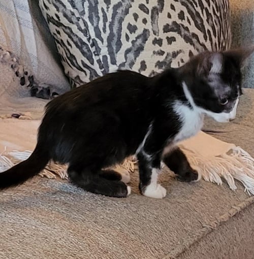 ACE C INGRAM - Tuxedo / Domestic Short Hair available for adoption