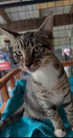 JORDAN INGRAM - Tabby / Domestic Short Hair available for adoption