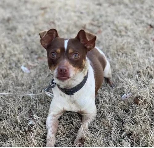 ACE CLARKE - Chihuahua available for adoption