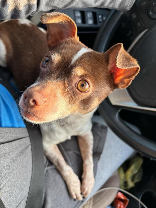 ACE CLARKE - Chihuahua available for adoption