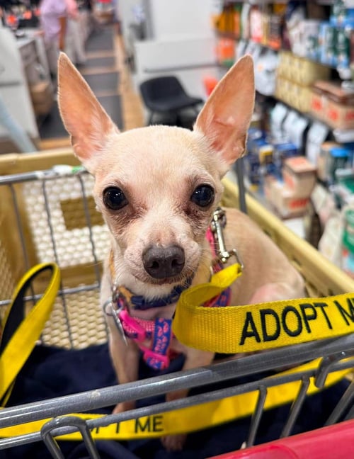 BISCUIT HOGAN - Chihuahua available for adoption