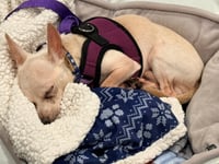 Biscuit Hogan - Photo 5