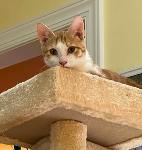 MANGO C HALL - Tabby available for adoption
