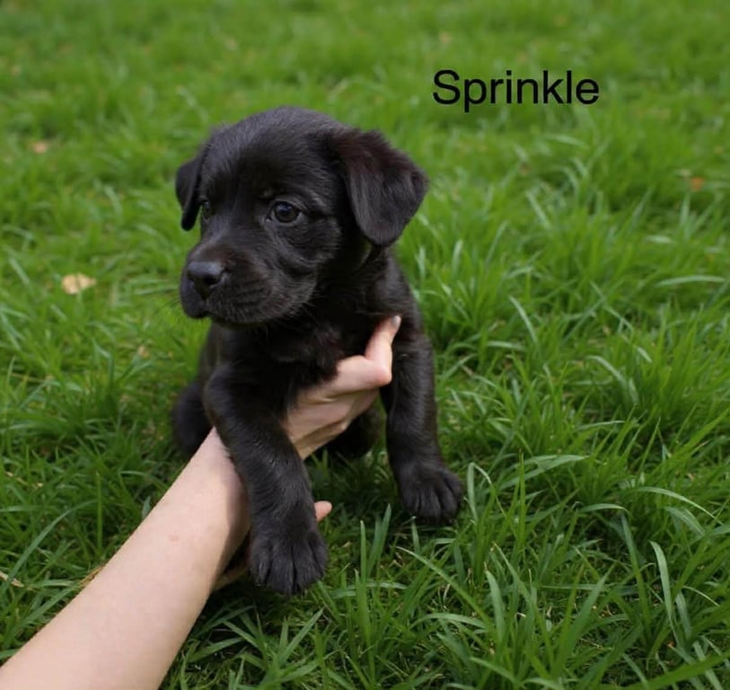 Sprinkle Wood Image