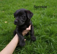 Sprinkle Wood - Photo 1