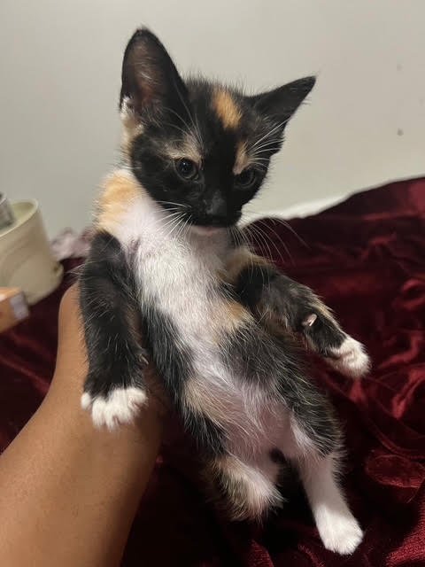 DIANA C INGRAM - Domestic Short Hair available for adoption