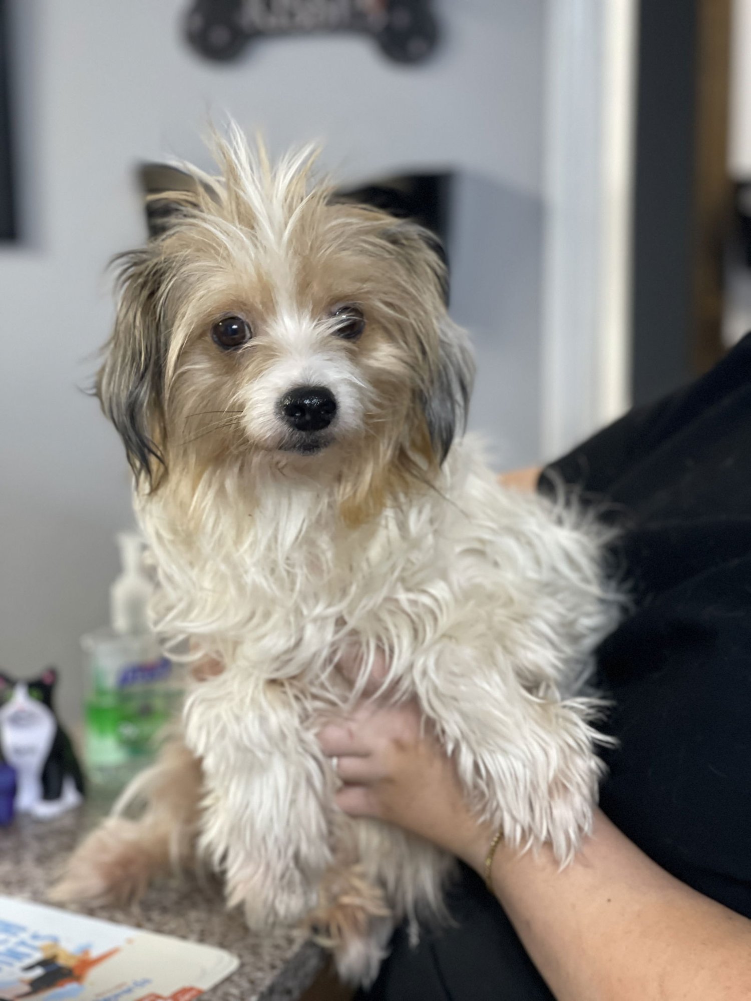 LACIE GATLIN - Maltese available for adoption