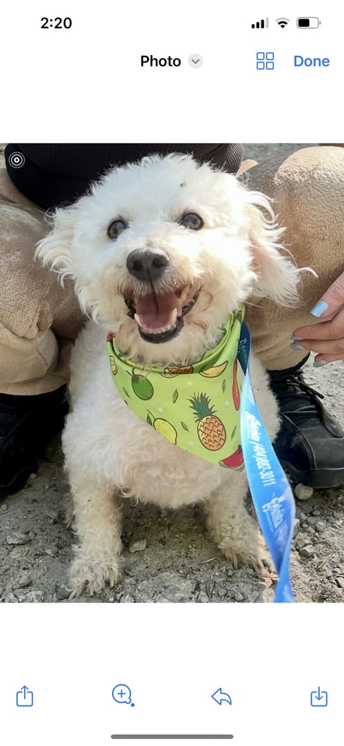 TEDDY PLUNKETT - Bichon Frise / Poodle (unknown type) available for adoption