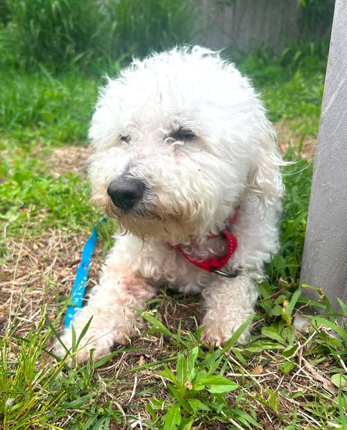 TEDDY PLUNKETT - Bichon Frise / Poodle (unknown type) available for adoption