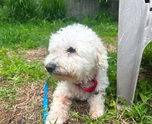 TEDDY PLUNKETT - Bichon Frise / Poodle (unknown type) available for adoption