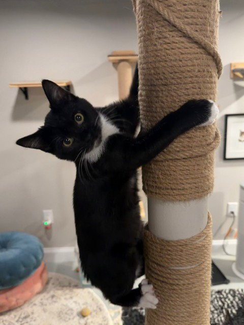 BODHI C INGRAM - Tuxedo / Domestic Short Hair available for adoption