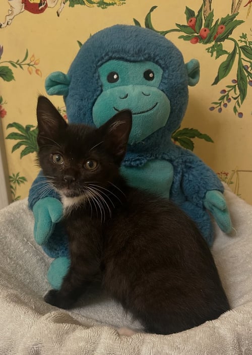 BODHI C INGRAM - Tuxedo / Domestic Short Hair available for adoption