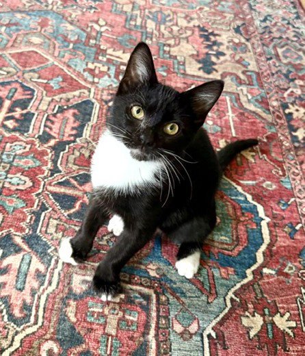 BODHI C INGRAM - Tuxedo / Domestic Short Hair available for adoption