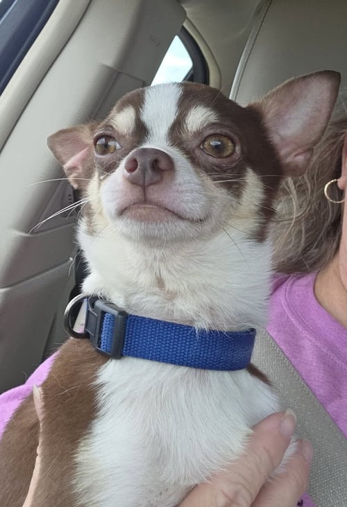 DYLAN WOOD - Chihuahua available for adoption