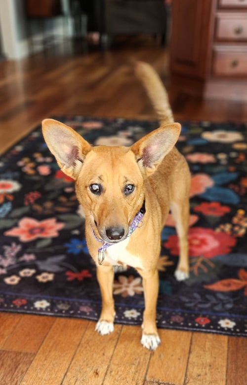 MAXINE AKA BLINKEN CUNNINGHAM - Feist / Terrier available for adoption
