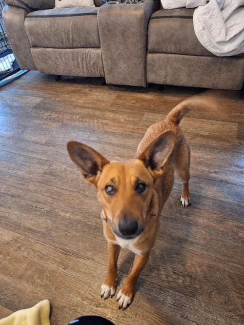 MAXINE AKA BLINKEN CUNNINGHAM - Feist / Terrier available for adoption