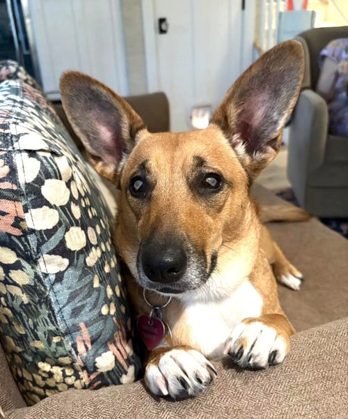 MAXINE AKA BLINKEN CUNNINGHAM - Feist / Terrier available for adoption