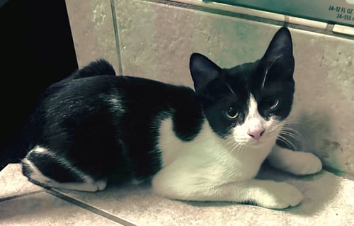 PEPPER C JONES - Domestic Short Hair available for adoption