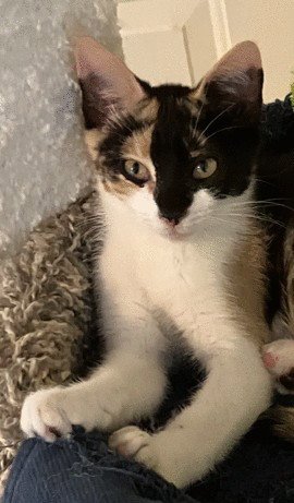 ZOE C INGRAM - Tortoiseshell available for adoption