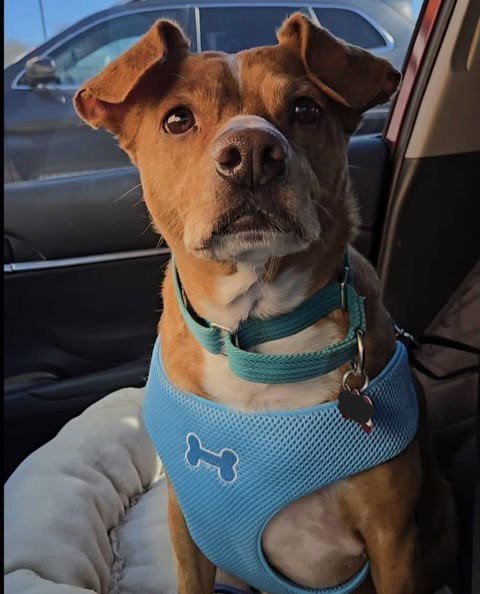 LOUIE (AKA DRE) BOLSTER - Beagle available for adoption