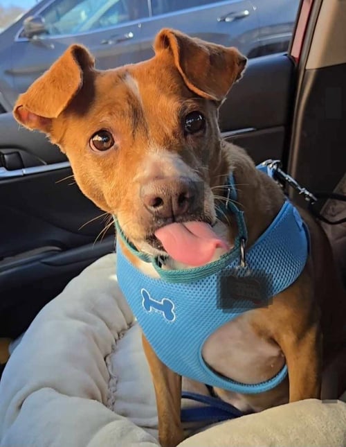 LOUIE (AKA DRE) BOLSTER - Beagle available for adoption