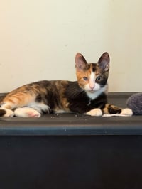 Callie C Austin - Photo 2