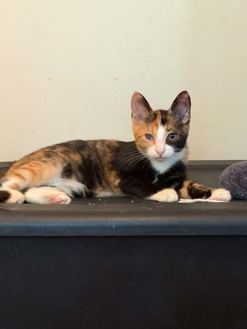 CALLIE C AUSTIN - Calico / Domestic Short Hair available for adoption