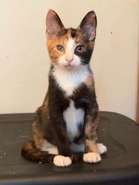 Callie C Austin - Photo 1