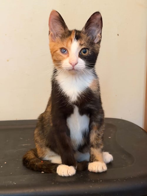 CALLIE C AUSTIN - Calico / Domestic Short Hair available for adoption