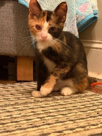 Callie C Austin - Photo 4
