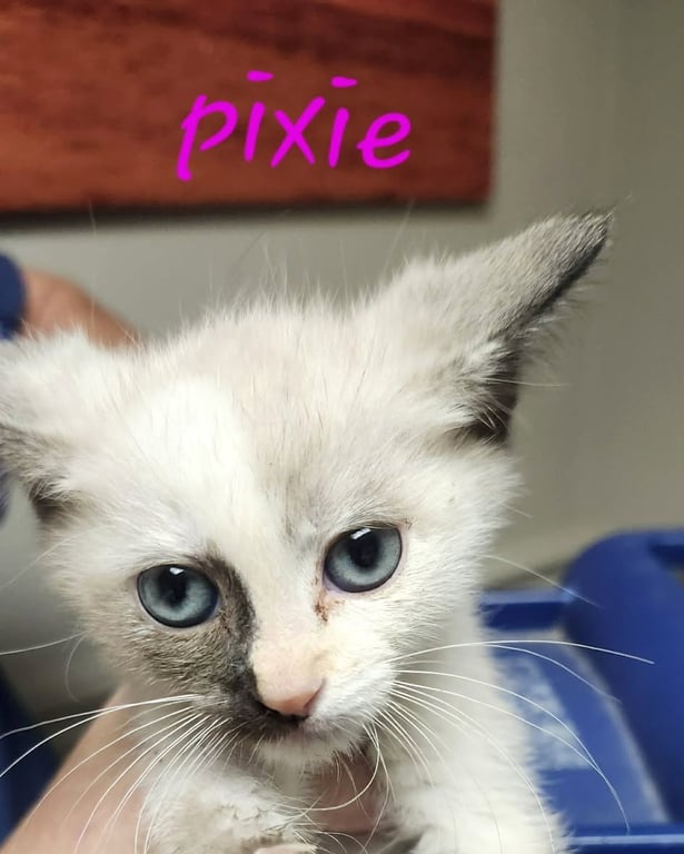 Pixie C Klein Image