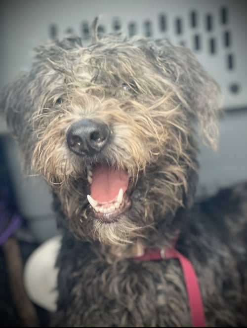 ROWENA GATLIN - Terrier available for adoption