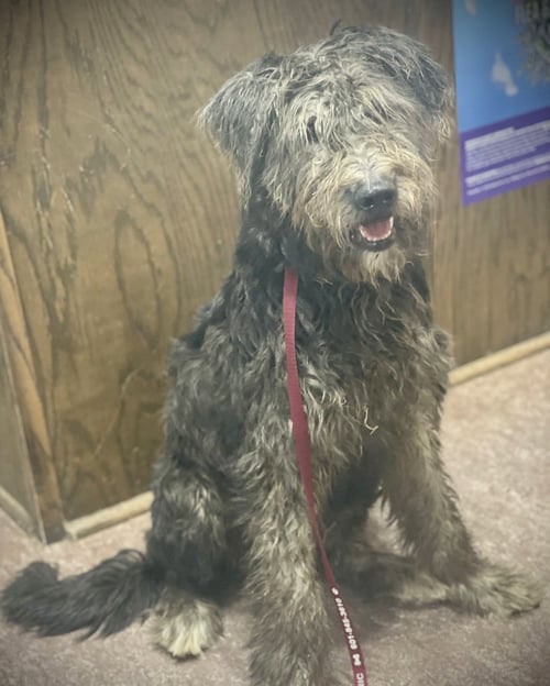 ROWENA GATLIN - Terrier available for adoption