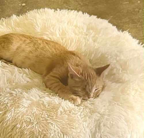 BARRETT C SEAGO - Domestic Short Hair available for adoption