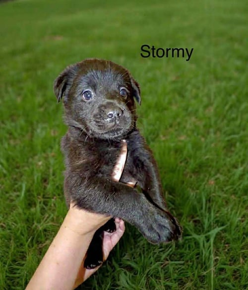STORMY WOOD - Labrador Retriever available for adoption