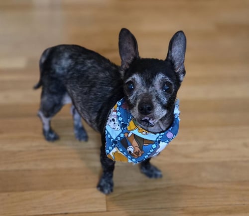 MYRTLE MOORE - Chihuahua available for adoption