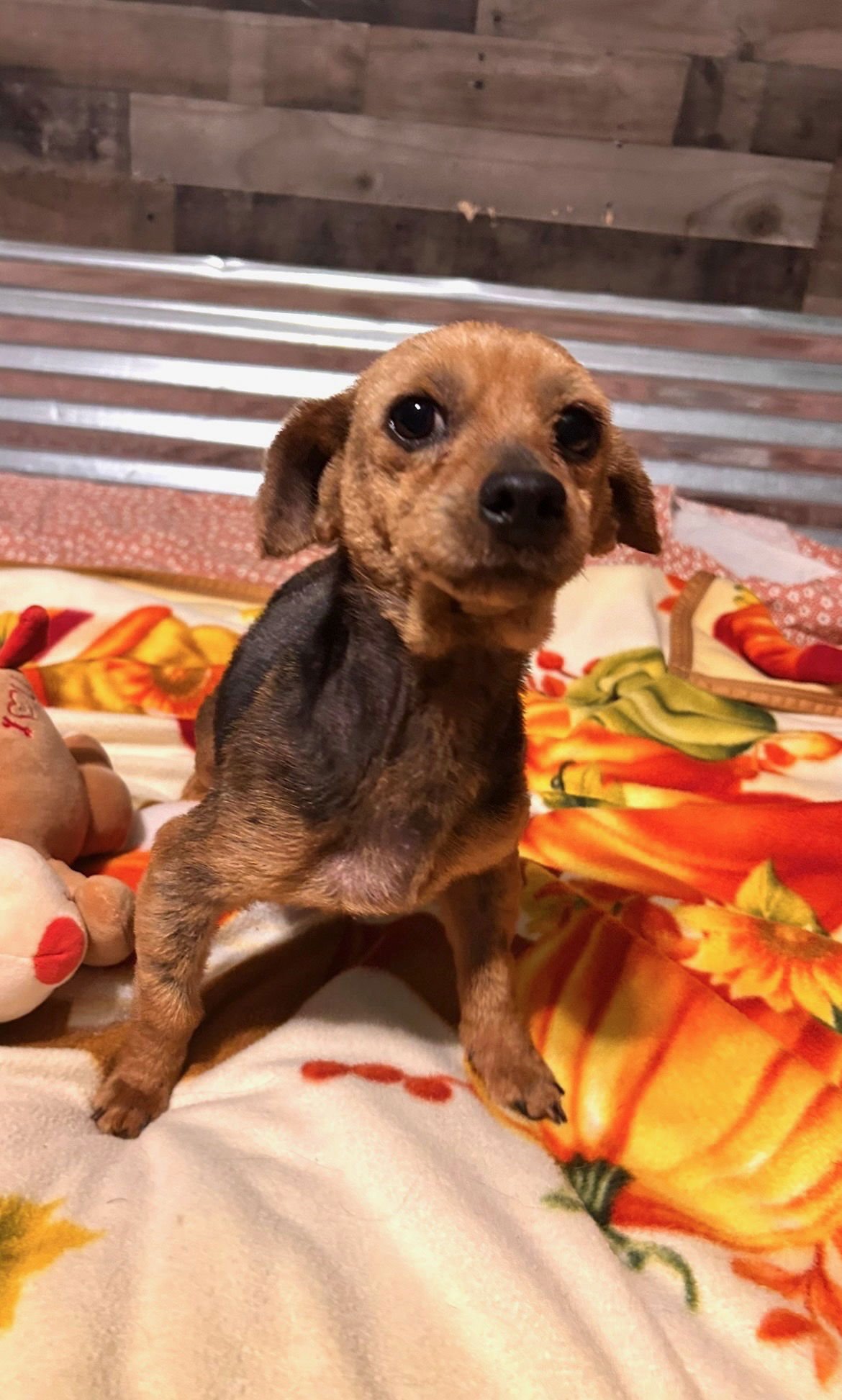 LILY WRIGHT - Yorkshire Terrier Yorkie available for adoption
