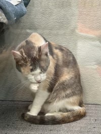 Fiona C Holly OS @ Pet Supplies Plus Narr. - Photo 5