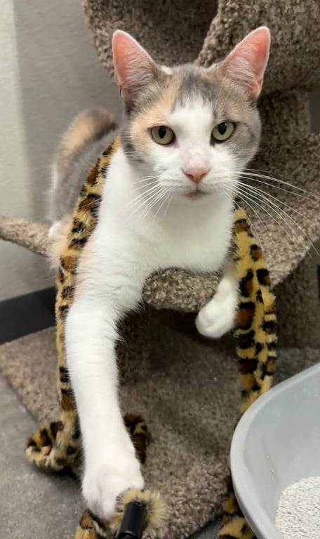 Fiona C Holly OS @ Pet Supplies Plus Narr. Image