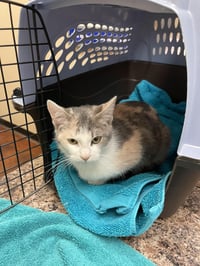 Fiona C Holly OS @ Pet Supplies Plus Narr. - Photo 7