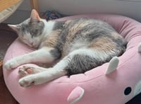 Fiona C Holly OS @ Pet Supplies Plus Narr. - Photo 4