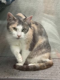 Fiona C Holly OS @ Pet Supplies Plus Narr. - Photo 3