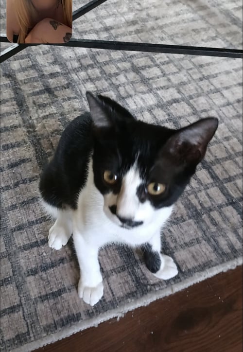 STELLA C INGRAM - Tuxedo available for adoption
