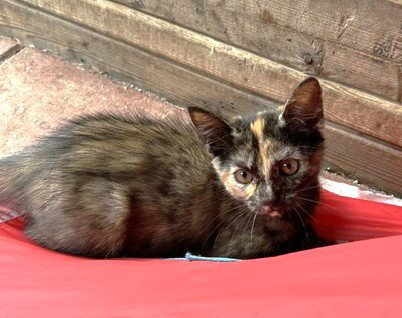 ERIN C INGRAM - Tortoiseshell / Domestic Short Hair available for adoption