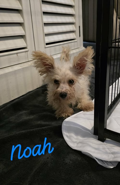 Noah Wood Image