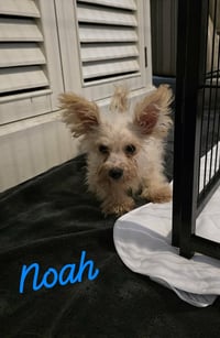 Noah Wood - Photo 1