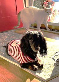 BABS KAY - Dachshund available for adoption