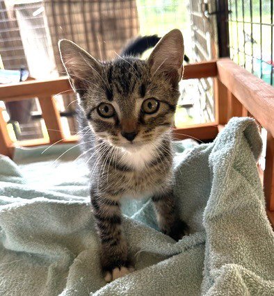 MARLA C INGRAM - Tabby / Domestic Short Hair available for adoption