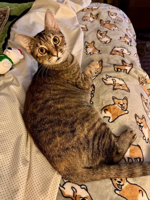 CALLIE C WHITE - Tabby / Domestic Short Hair available for adoption